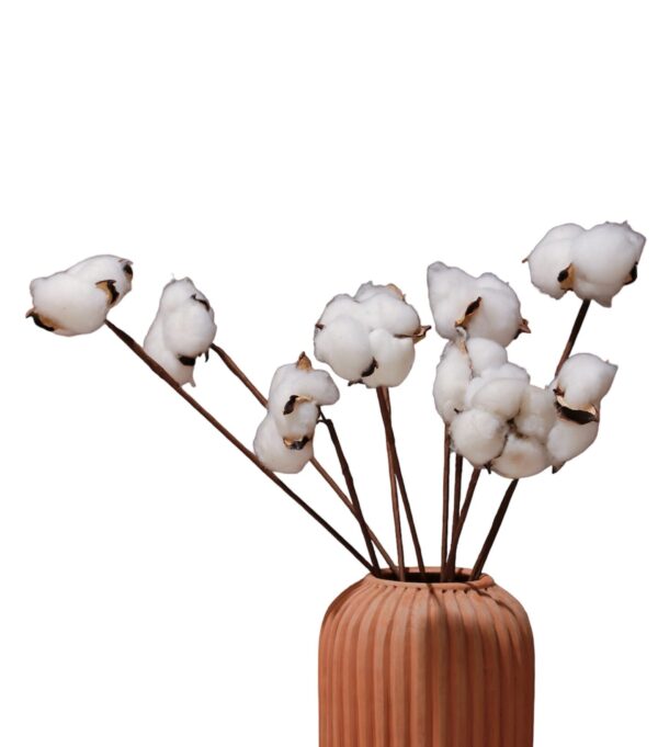 Cotton Flower